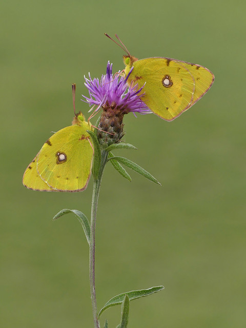 2 male Clouded Yellow Butterflies. No cropping.