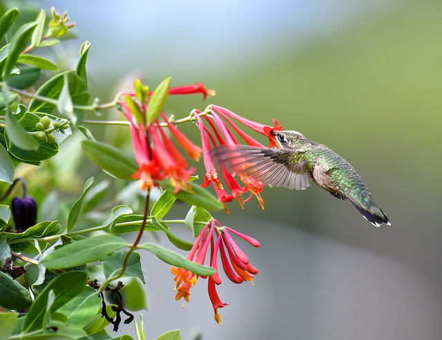 Juvenile Male Ruby-throated Hummingbird