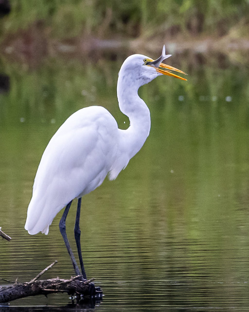 great egret swallowing a fish