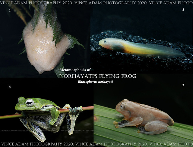 Desktop10-Words Metamorphosis or life cycle of Norhayati's Flying Frog (Rhacophorus norhayati)
