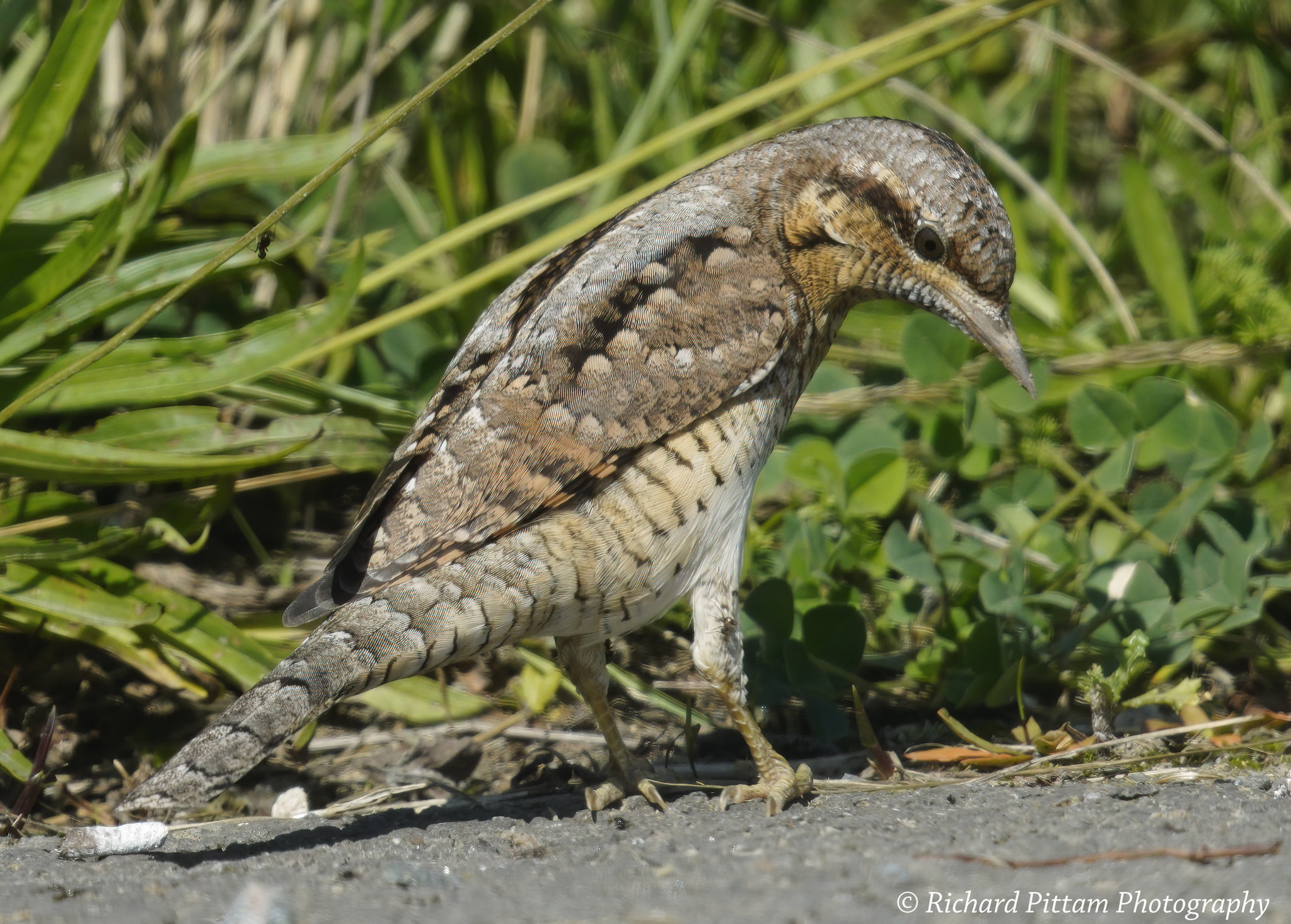 Wryneck - ants were crawling all over it and was jumping as they bit and picking them off with its' tongue - fascinating stuff.