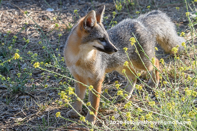 Townsend's Gray Fox (Urocyon cinereoargenteus townsendi) DSD_2699