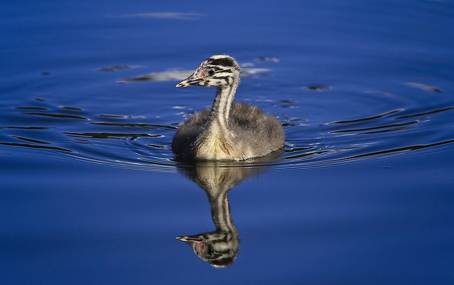 Great Crested Grebe Chick.