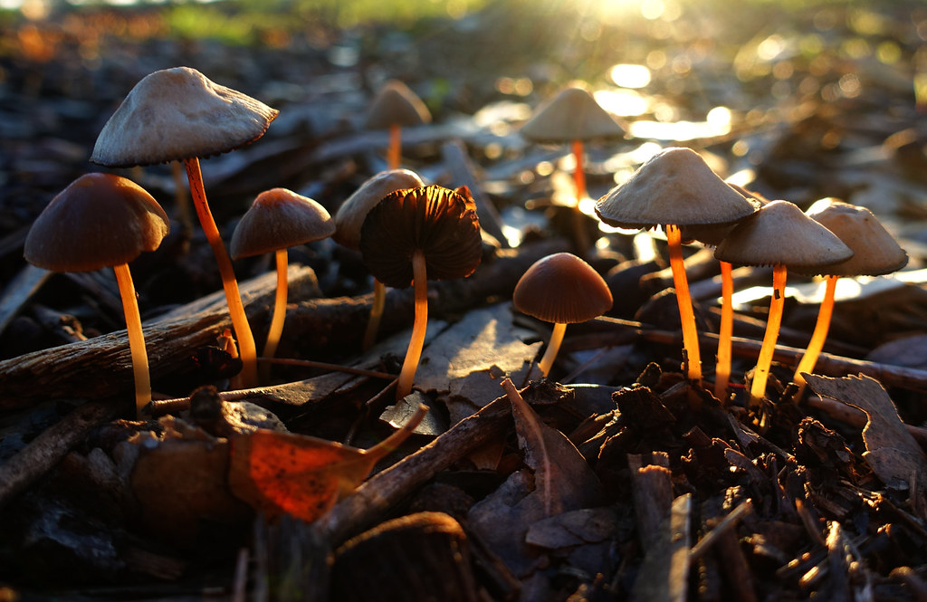Mushrooms (Macro)