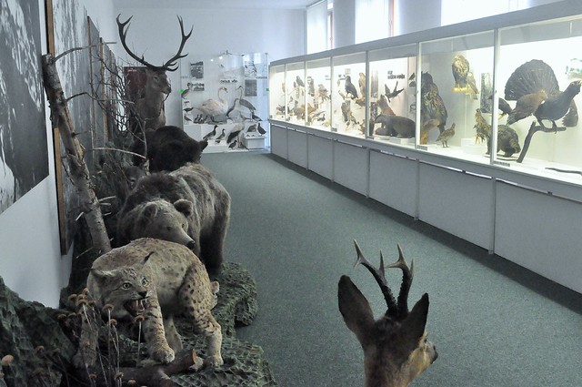 The 'stuffed animal' section.