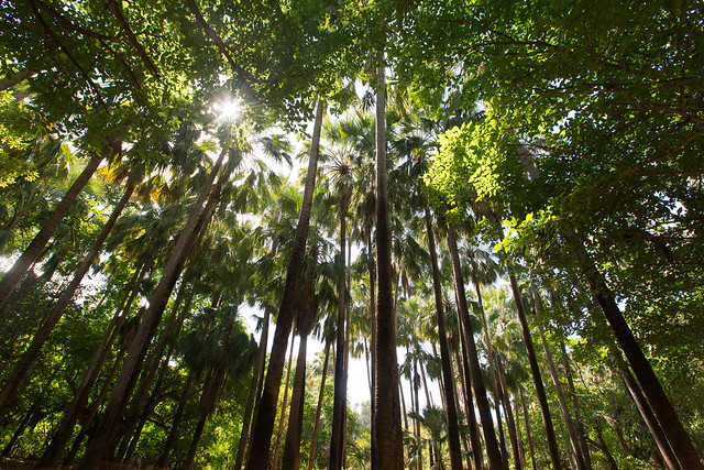Palm forest - Elsey National Park, Australia