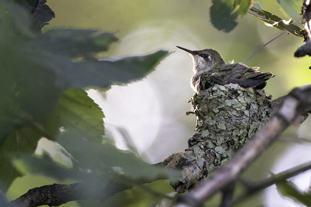 Hummingbird nestling in Aitkin, Minnesota. Nestlings are approximately 21 & 19 days old.