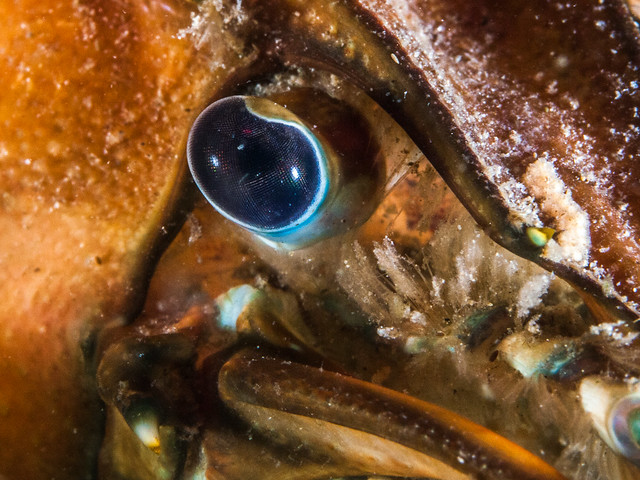 Crayfish Eye Detail
