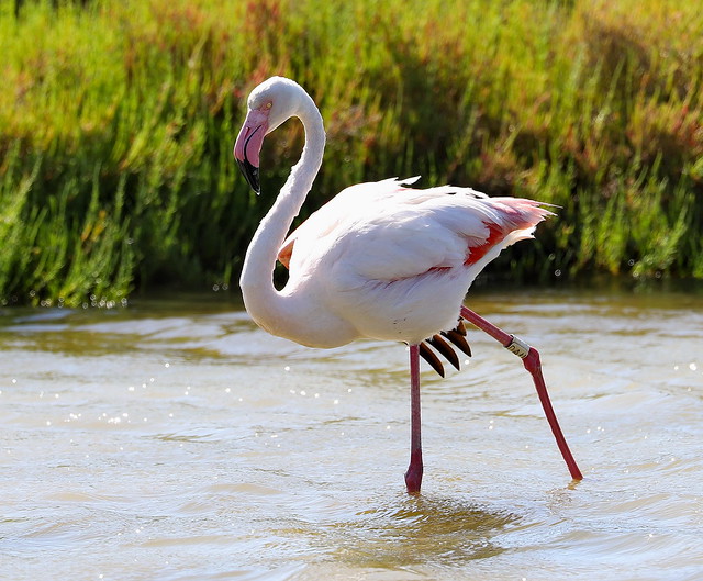 Stor flamingo (Greater flamingo / Phoenicopterus roseus)