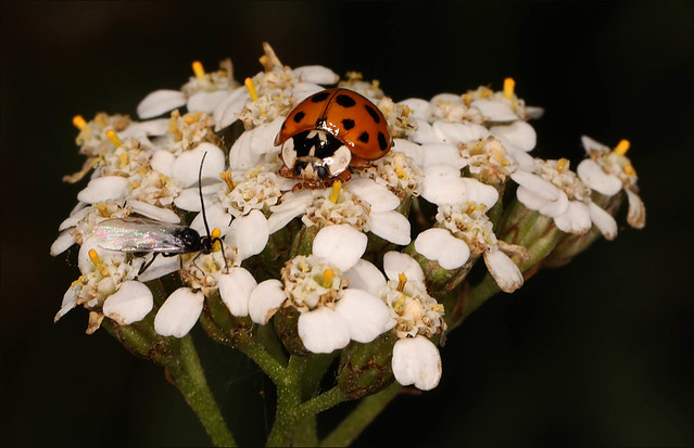 Harlequin Ladybird - Harmonia axyridis & friend