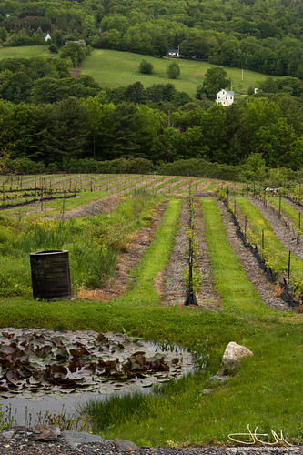 food landscape vineyard bearriver novascotia canada etsy