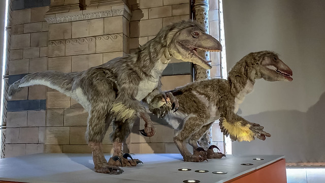 Animated Velociraptors stalking visitors in the  Natural History Museum, London.