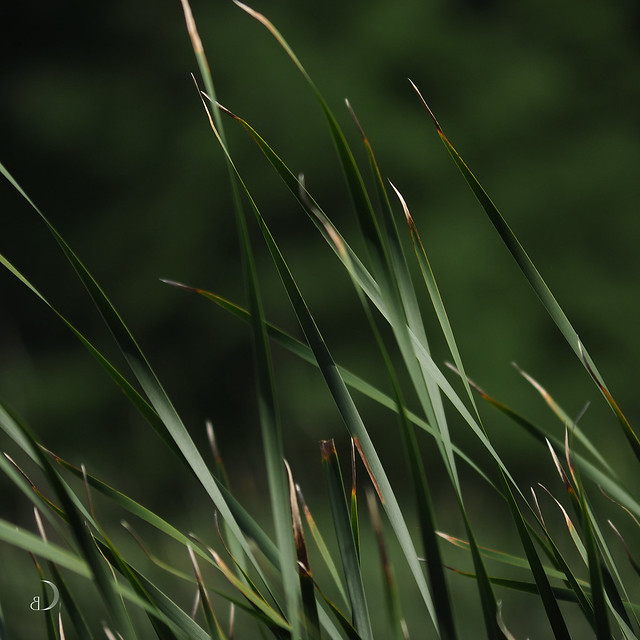 Tall marsh grass in the wind