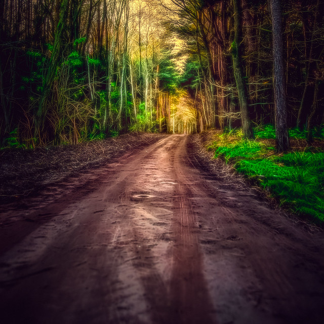 Road Deep into the Forest