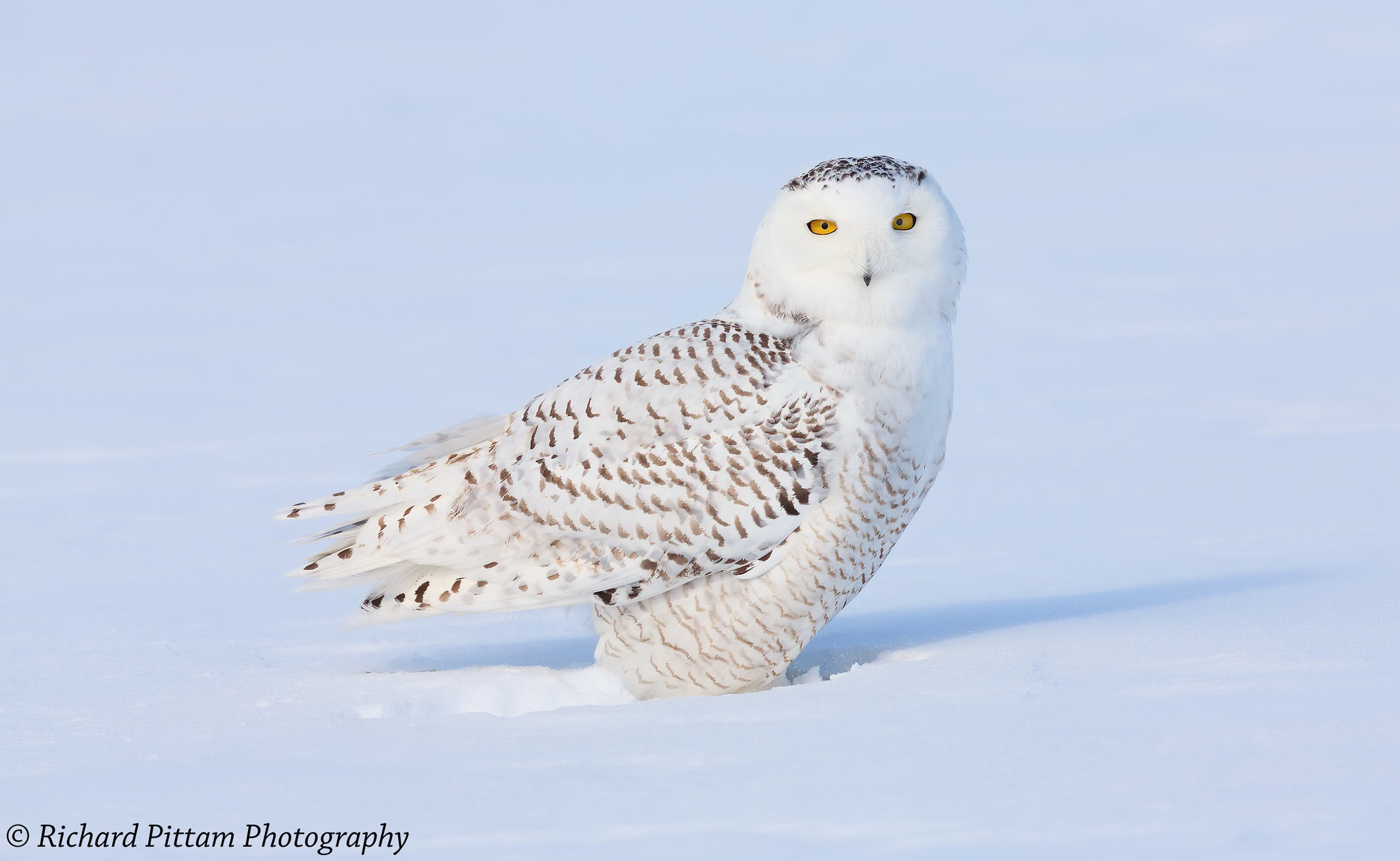 2014 shots re-processed - Snowy Owl, Ottawa