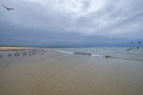 beach birds clouds coast handheld landscape ocean sky statepark summer water bourne massachusetts unitedstates