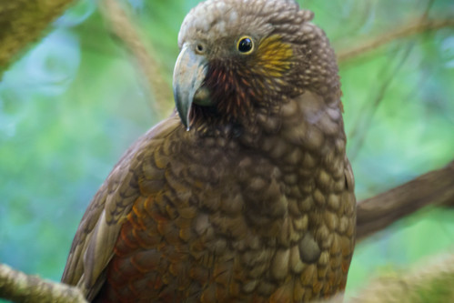 bird kaka manawatu mtbruce nz nestormeridionalis newzealand northisland pukakanationalwildlifecentre arboreal mediumsizedparrot native nativebird parrot