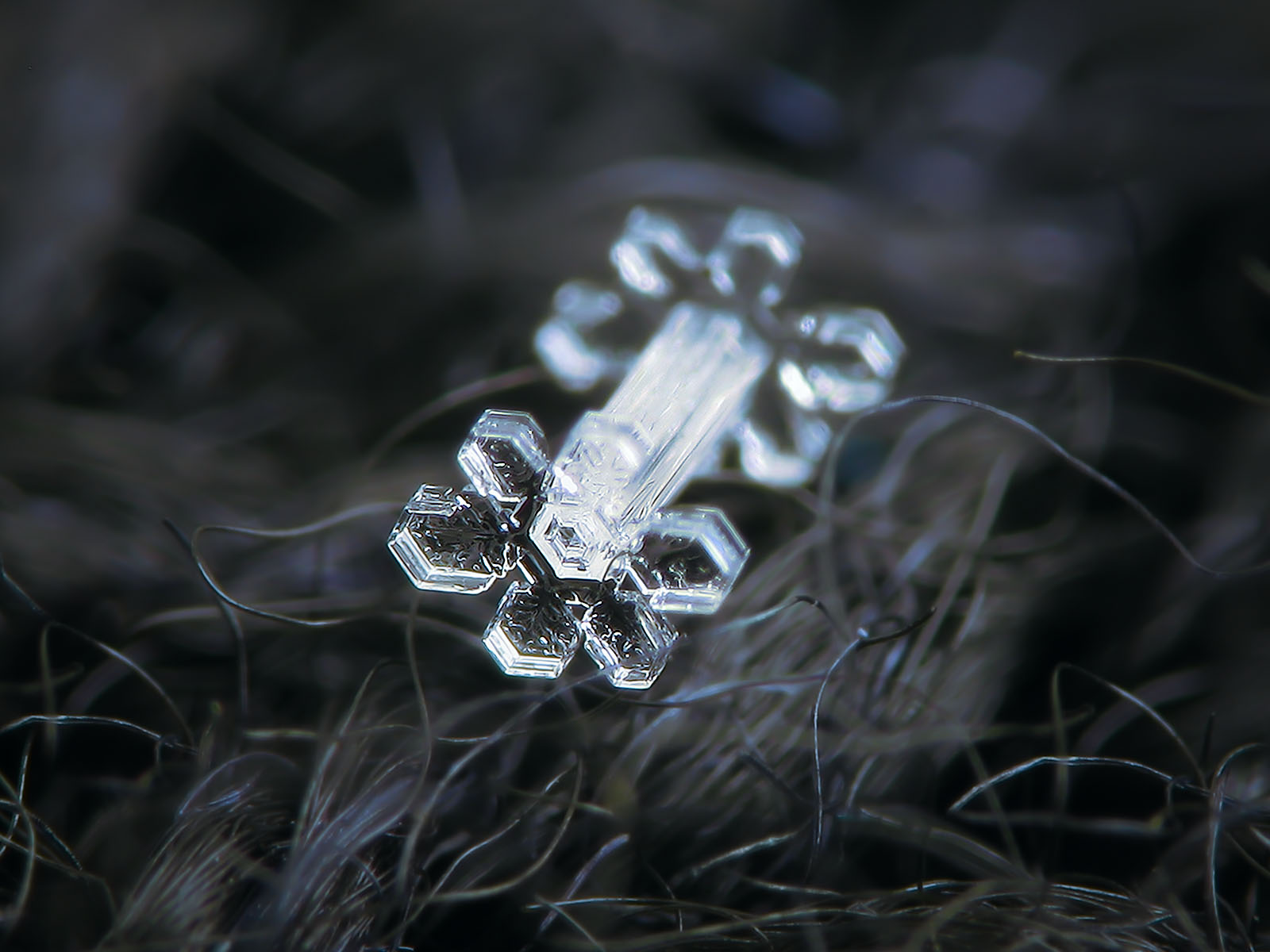 Snowflake macro photo: capped column, rare snow crystal with massive icy column and two symmetrical caps on opposite sides