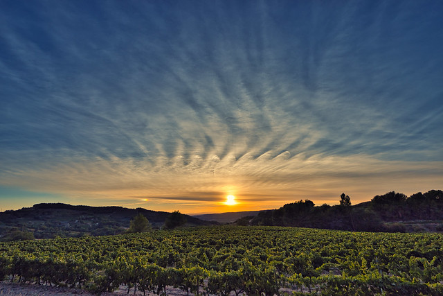 sunset over the vines before the harvest