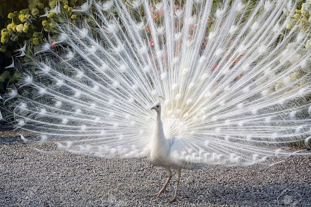 Photography White Peacock Dancing