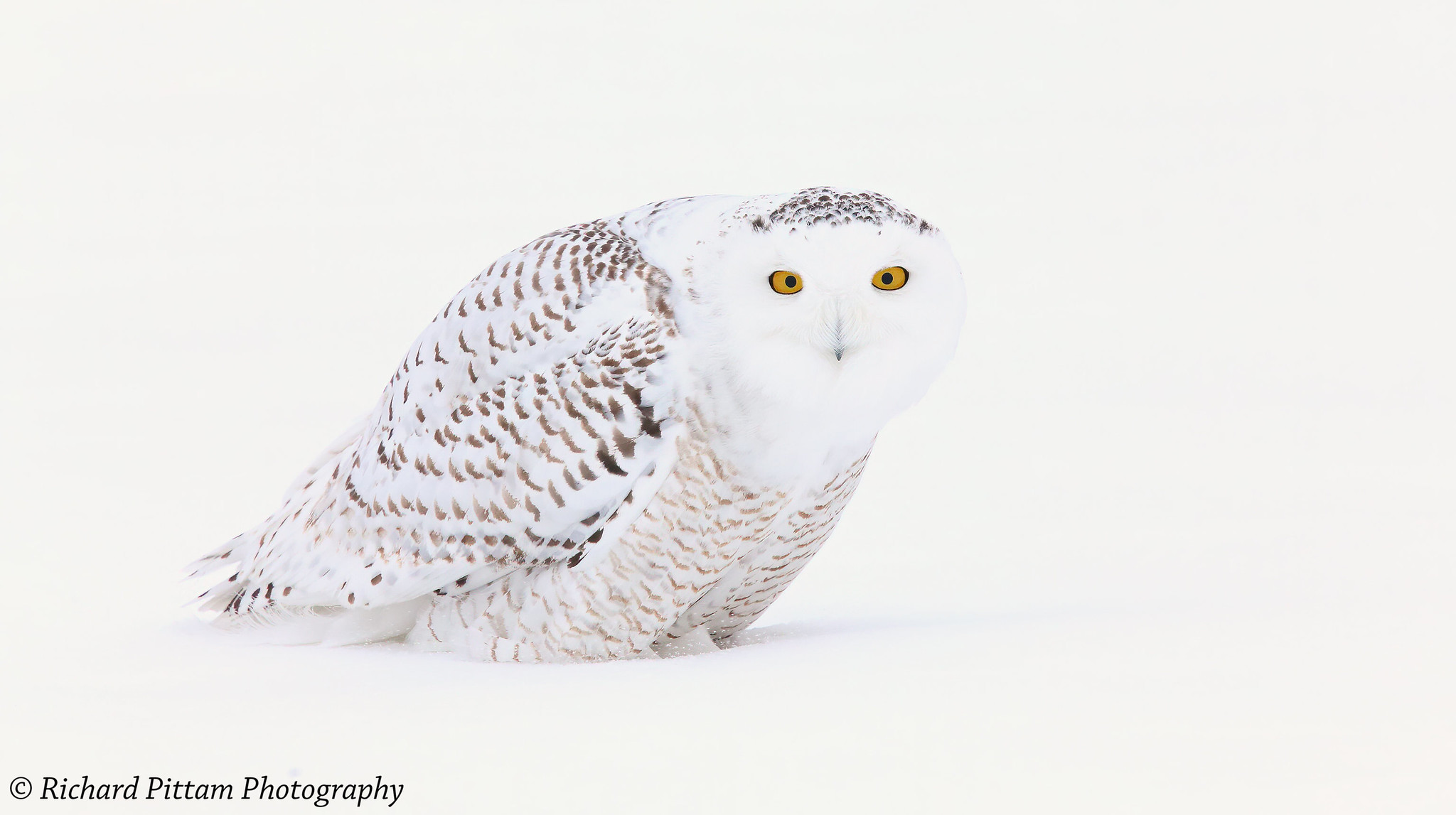 2014 shots re-processed - Snowy Owl, Ottawa