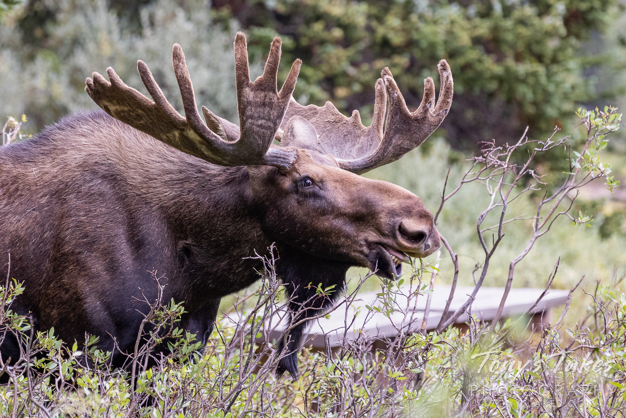 Bull moose takes over the picnic area
