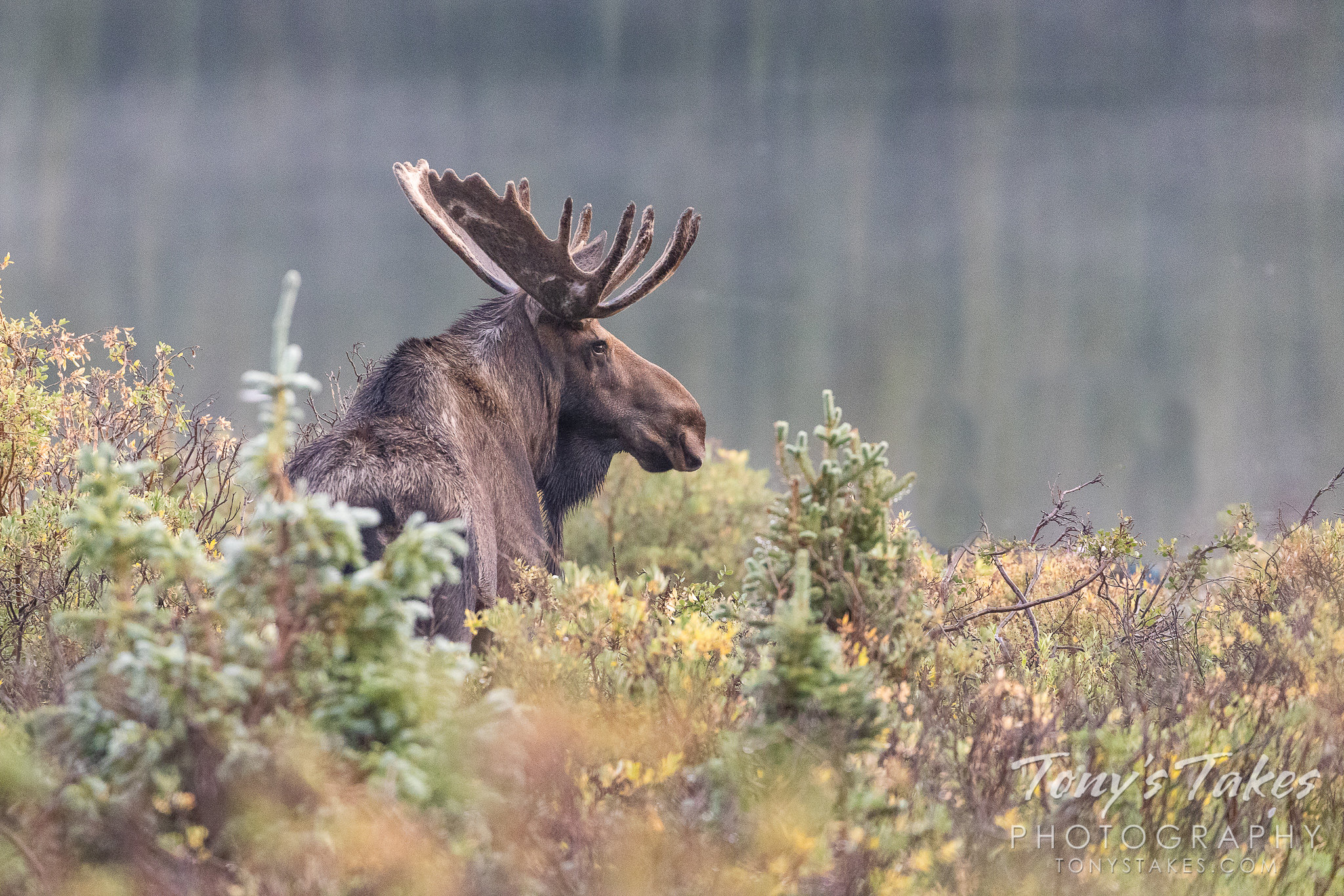 Moose bull takes in a late summer morning