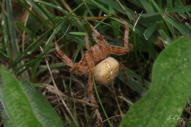 Araneus diadematus / Épeire diadème (femelle) / European garden spider