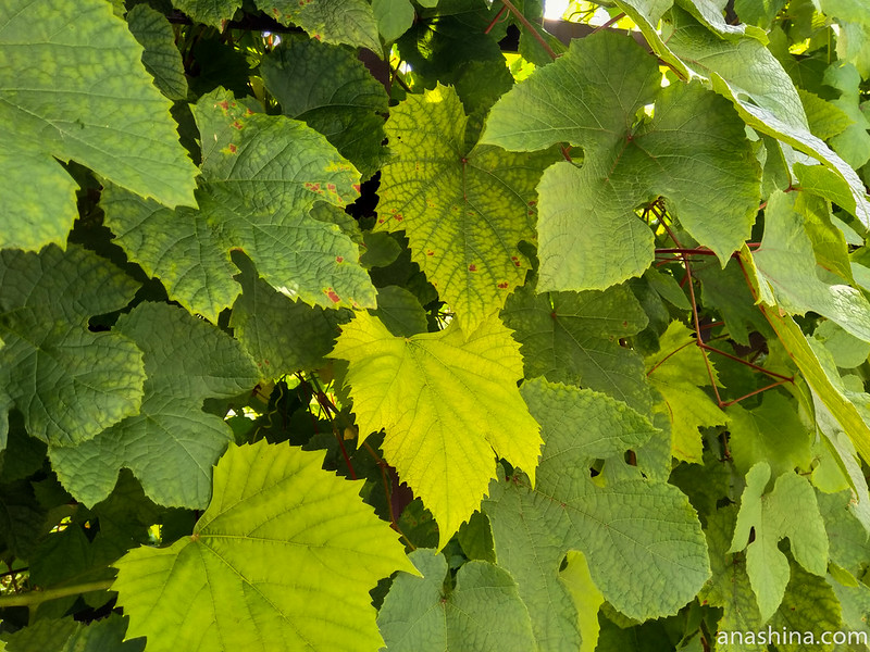 Листья винограда