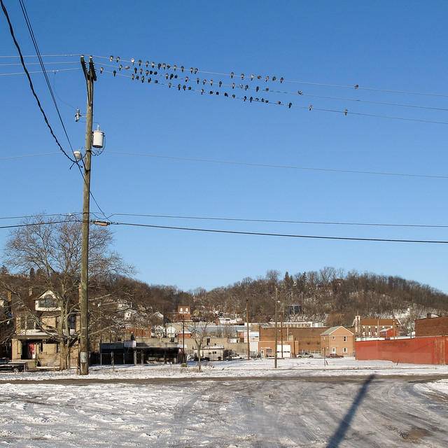 Pigeons on powerlines in Steubenville in winter.