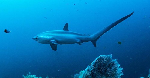 The Unique Looking Thresher Shark
