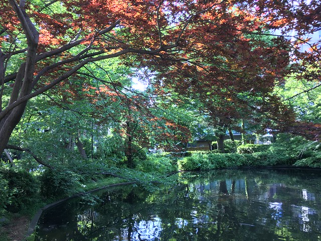 Shimizudani Park, Chiyoda-ku in late May