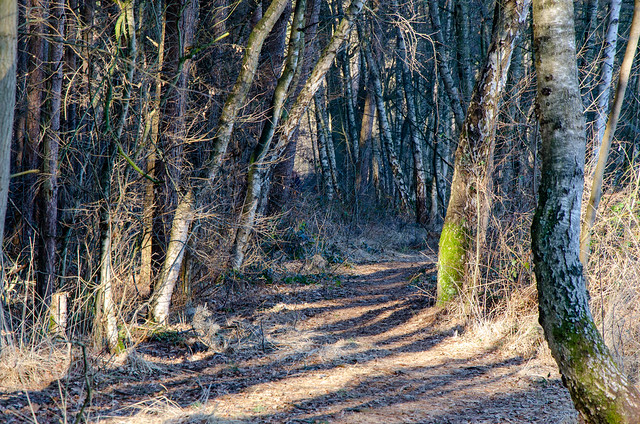 Waldweg im Sonnenschein