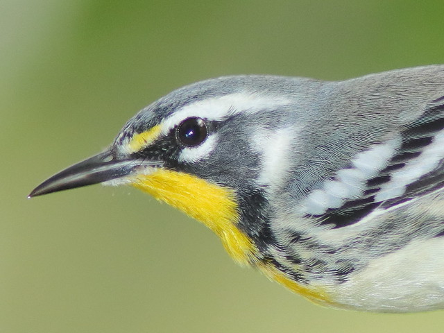 Yellow-throated Warble portrait 091-20200904