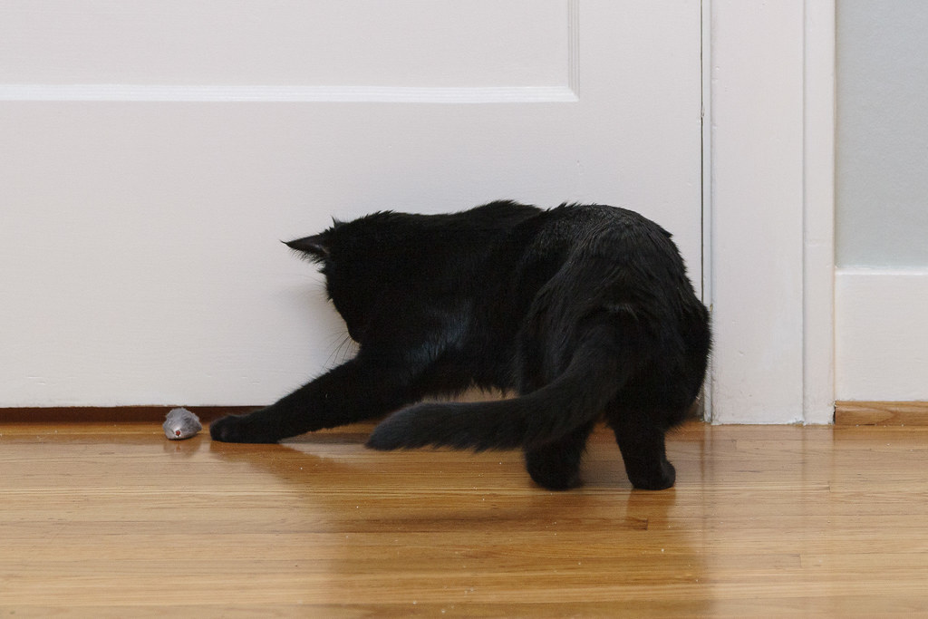 Our black cat Emma prepares to shove one of her toy mice under the door on December 27, 2007. Original: _MG_6565.cr2
