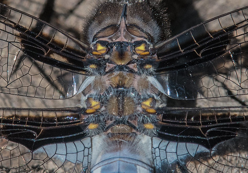 oregon portland libellulidae plathemislydia multnomahco columbiachildrensarboretum insect dragonfly odonata commonwhitetail odonate