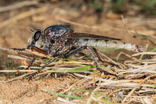 Robber Fly (Proctacanthus sp.)