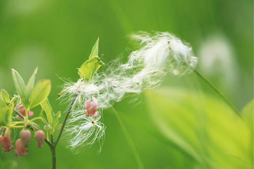 flowers cottonbolls marsh japan fukushima wind blowing ワタスゲ 裏白瓔珞 nature
