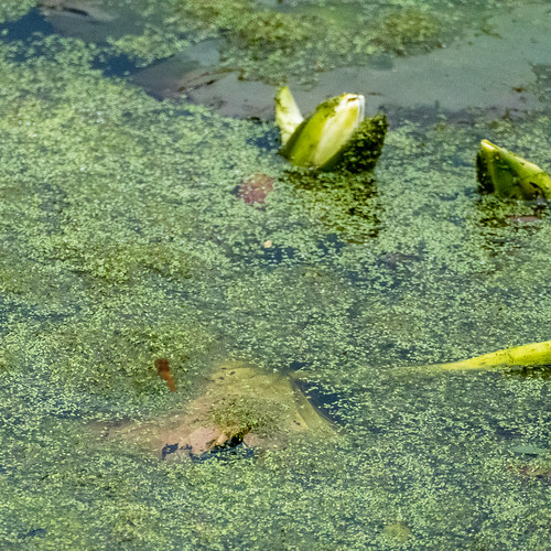 Common darter on patrol, Old Nursery Pond