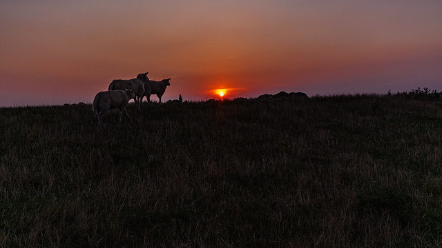 Sheep on a dike by the North Sea at sunset