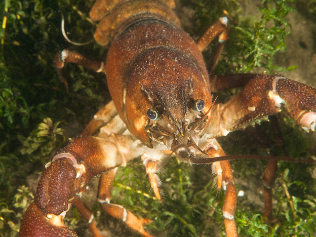 Signal Crayfish II