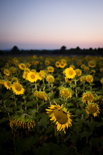 Sunflowers at sunset by victor*f, flash france france4 holiday plateaudevalensole provence remote strobist summer var sunflower flower