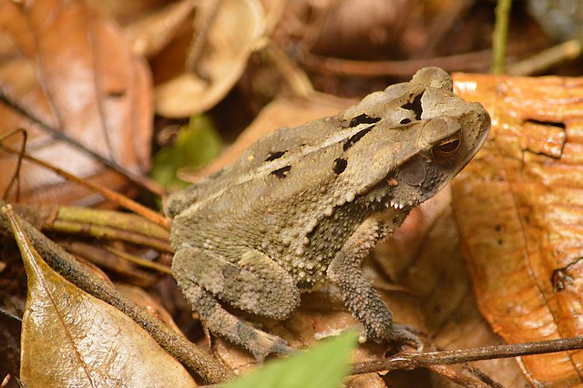 Wet Forest Toad (Incilius melanochlorus)