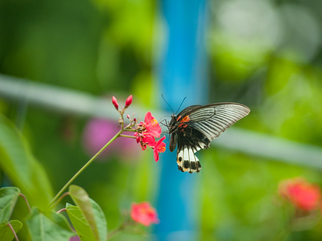 Papilio memnon butterfly