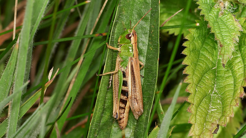 grasshoppermeadow sigmaaml