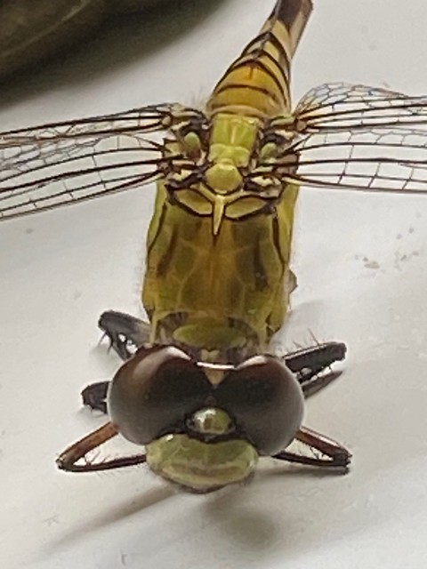 Front View Close Up of a Dragon Fly