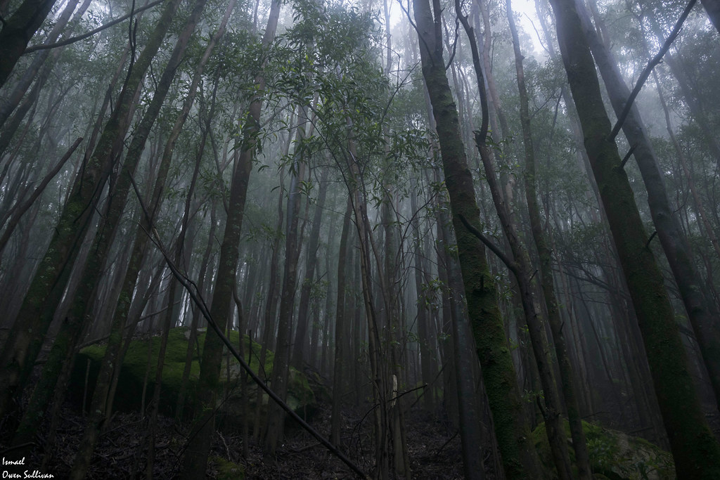 Un bosque oscuro