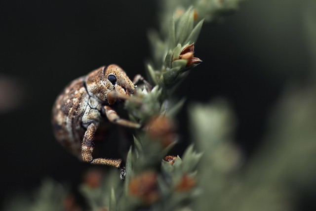 Wee Weevil (Curculionoidea caridae)