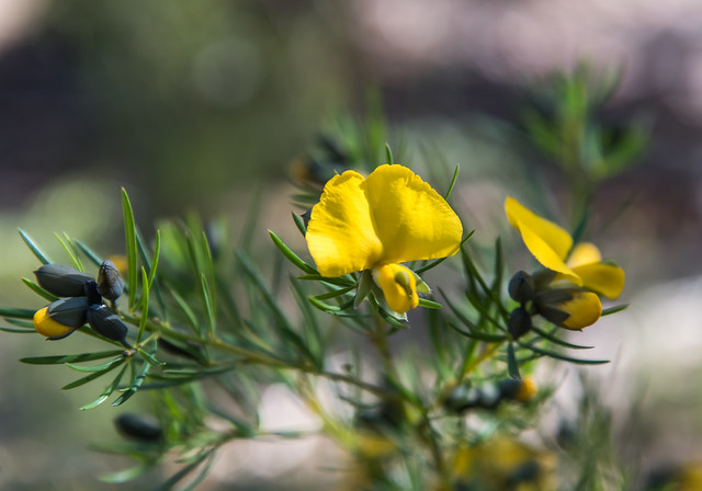 Yellow Glory Pea Australian Wildflowers