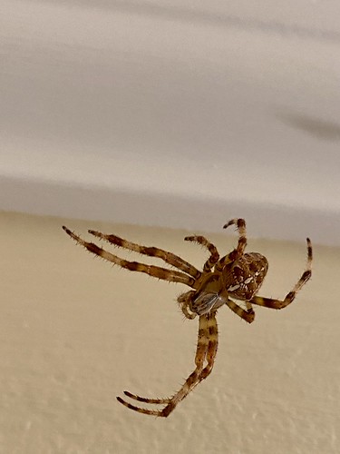 local spider | by looper23